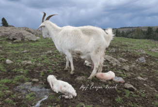 Witnessing an En Caul Birth